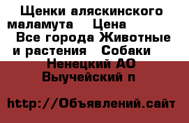 Щенки аляскинского маламута  › Цена ­ 15 000 - Все города Животные и растения » Собаки   . Ненецкий АО,Выучейский п.